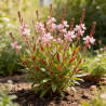 Gaura lindheimeri Rosy Jane 20cm Godet 9cm - Gaura