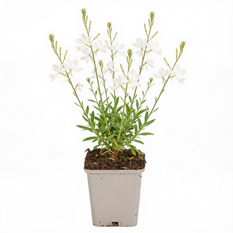 Gaura lindheimeri Snowbird 20cm Godet 9cm - Gaura