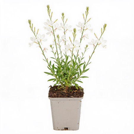 Gaura lindheimeri Snowbird 20cm Godet 9cm - Gaura