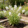 Gaura lindheimeri Snowbird 20cm Godet 9cm - Gaura
