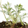 Gaura lindheimeri Snowbird 20cm Godet 9cm - Gaura