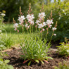 Gaura lindheimeri Whirling Butterflies 20cm Godet 9cm - Gaura