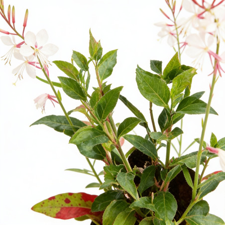 Gaura lindheimeri Whirling Butterflies 20cm Godet 9cm - Gaura