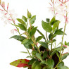 Gaura lindheimeri Whirling Butterflies 20cm Godet 9cm - Gaura
