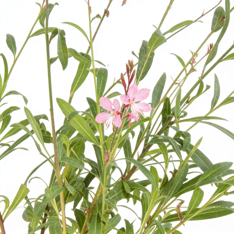 Gaura lindheimeri Siskiyou Pink 20cm Godet 9cm - Gaura