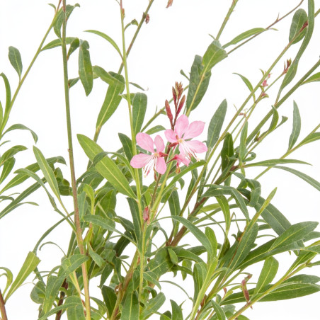 Gaura lindheimeri Siskiyou Pink 20cm Godet 9cm - Gaura