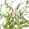 Gaura lindheimeri Siskiyou Pink 20cm Godet 9cm - Gaura