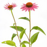 Échinacée purpurea Pica Bella 20cm Godet 9cm - Echinacea