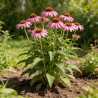 Échinacée purpurea Pica Bella 20cm Godet 9cm - Echinacea