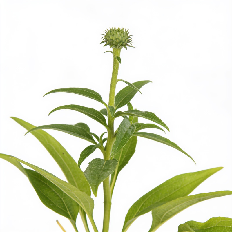 Échinacée purpurea Green Jewel 20cm Godet 9cm - Echinacea