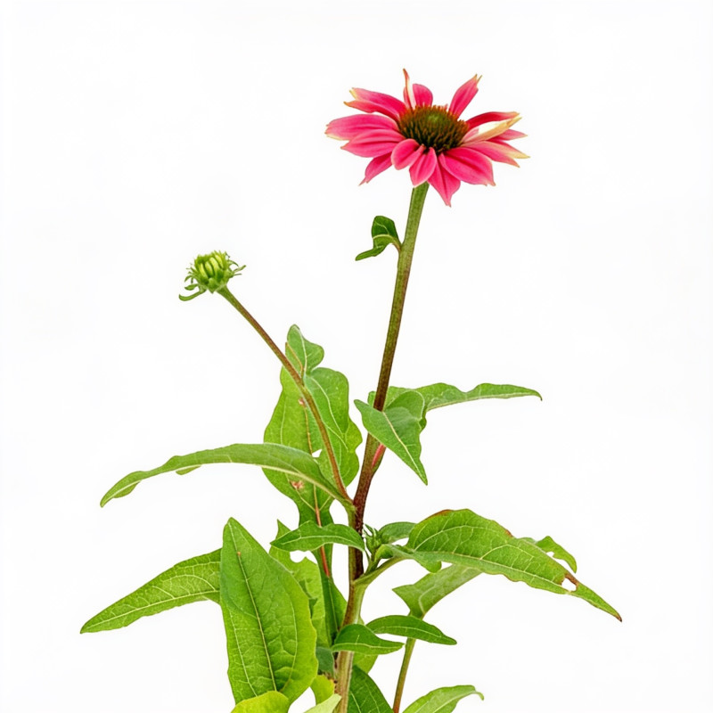 Échinacée purpurea Powwow Wild Berry 20cm Godet 9cm - Echinacea