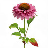 Échinacée purpurea Double decker 20cm Godet 9cm - Echinacea