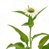 Échinacée purpurea White Swan 20cm Godet 9cm - Echinacea