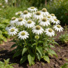 Échinacée purpurea White Swan 20cm Godet 9cm - Echinacea