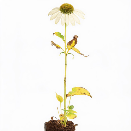 Échinacée purpurea Alba 20cm Godet 9cm - Echinacea
