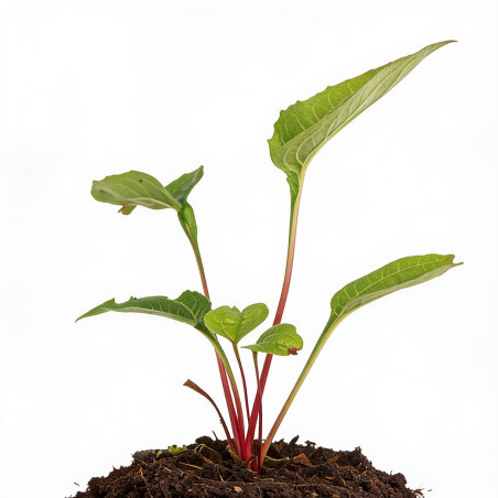 Échinacée purpurea 20cm Godet 9cm - Echinacea