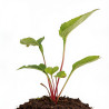 Échinacée purpurea 20cm Godet 9cm - Echinacea