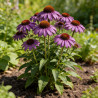 Échinacée purpurea Magnus 20cm Godet 9cm - Echinacea