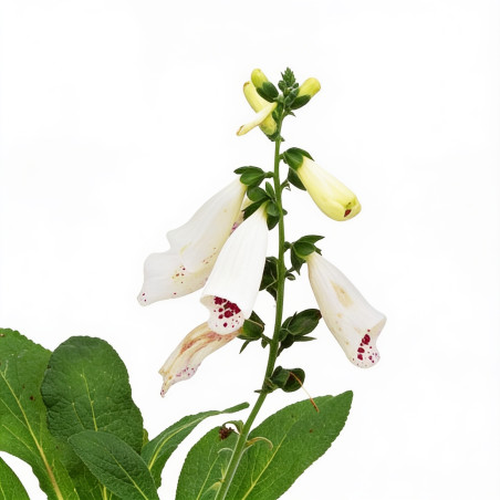 Digitale purpurea Excelsior Hybrids 20cm Godet 9cm - Digitalis