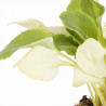 Digitale purpurea Alba 20cm Godet 9cm - Digitalis