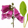 Digitale purpurea 20cm Godet 9cm - Digitalis
