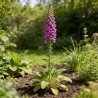 Digitale purpurea 20cm Godet 9cm - Digitalis