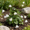 Campanule poscharskyana E.H. Frost 20cm Godet 9cm - Campanula