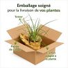 Tison de Satan Papaya Popsicle Pot 2L 20/30cm - Kniphofia Papaya Popsicle