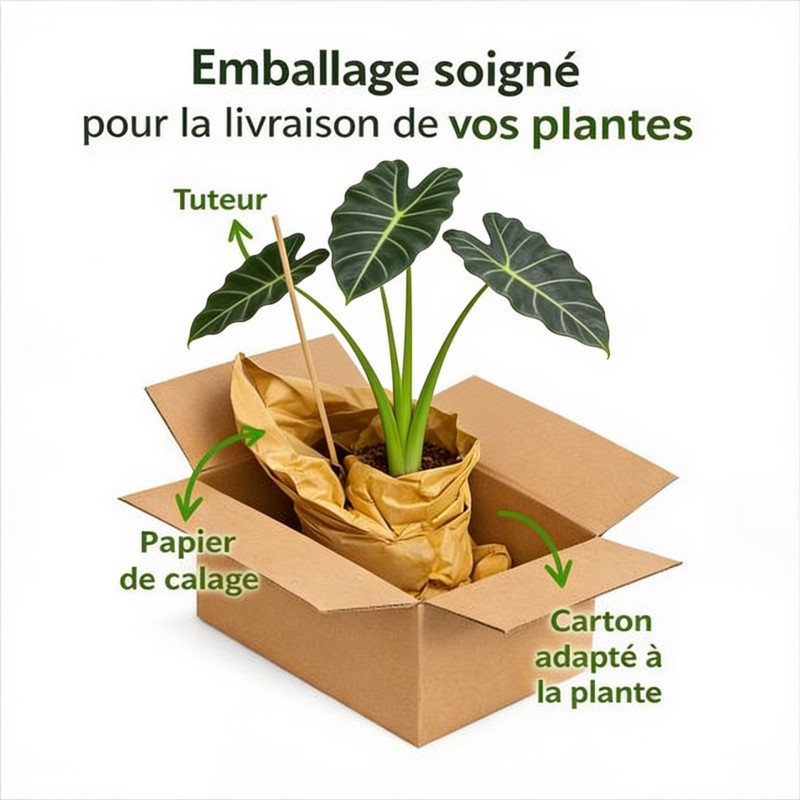 Taro Metallica Pot 2L 20/30cm - Colocasia Metallica
