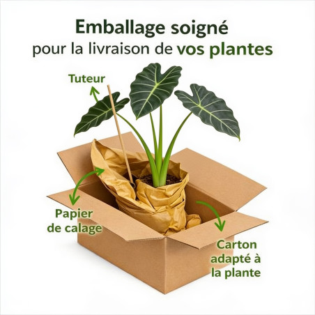 Taro Metallica Pot 2L 20/30cm - Colocasia Metallica