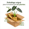 Taro Metallica Pot 2L 20/30cm - Colocasia Metallica