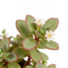 Orpin cauticola Lidakense 20cm Godet 9cm - Sedum