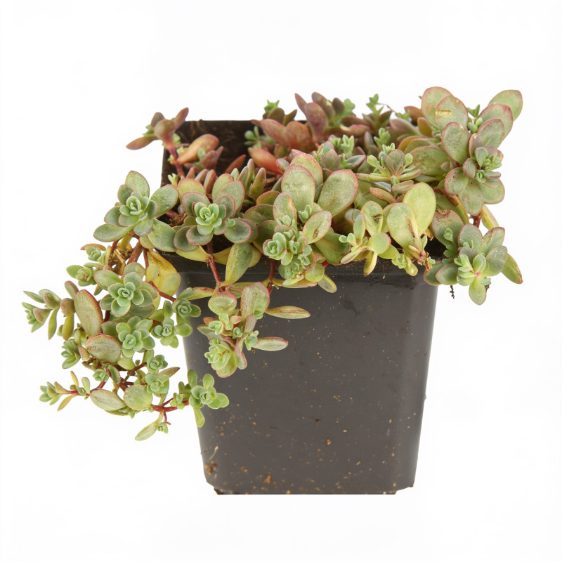 Orpin cauticola Lidakense 20cm Godet 9cm - Sedum