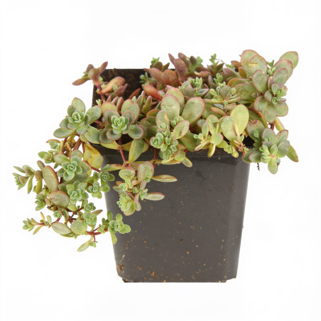 Orpin cauticola Lidakense 20cm Godet 9cm - Sedum