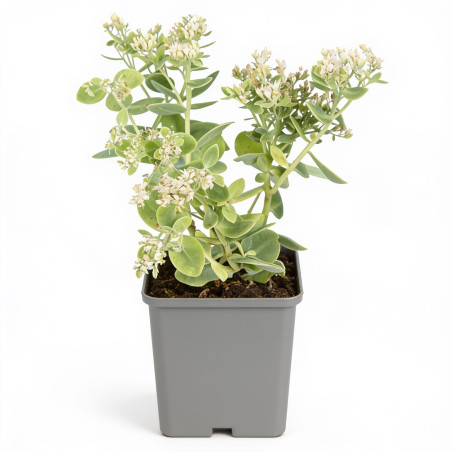 Orpin spectabile Stardust 20cm Godet 9cm - Sedum