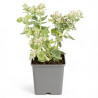 Orpin spectabile Stardust 20cm Godet 9cm - Sedum