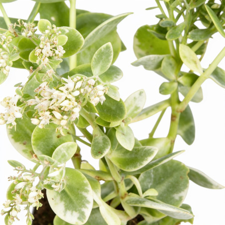 Orpin spectabile Stardust 20cm Godet 9cm - Sedum