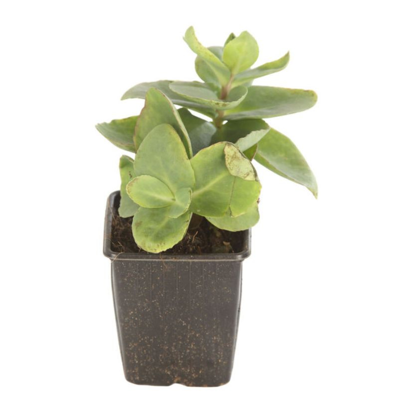 Orpin Matrona 20cm Godet 9cm - Sedum