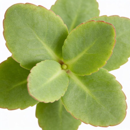 Orpin Matrona 20cm Godet 9cm - Sedum