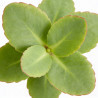 Orpin Matrona 20cm Godet 9cm - Sedum