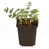 Orpin sieboldii 20cm Godet 9cm - Sedum