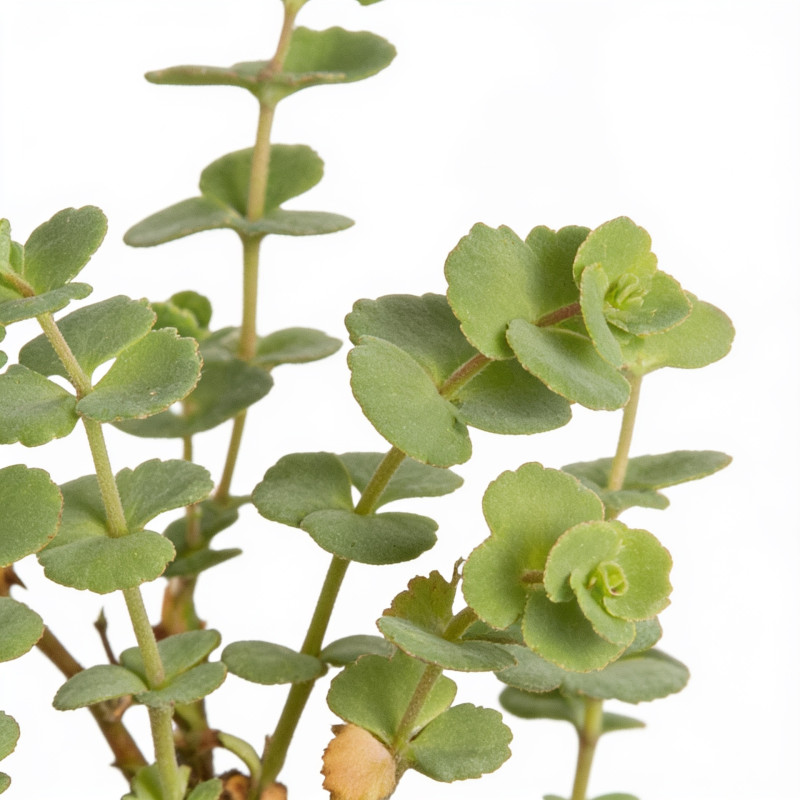 Orpin sieboldii 20cm Godet 9cm - Sedum