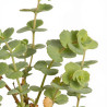 Orpin sieboldii 20cm Godet 9cm - Sedum