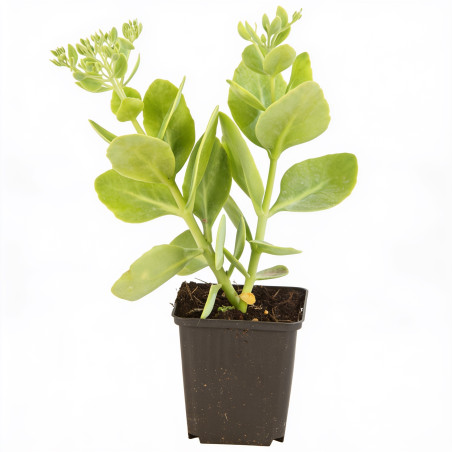 Orpin spectabile Brilliant 20cm Godet 9cm - Sedum