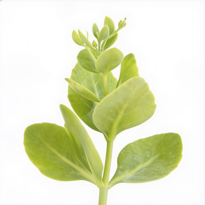 Orpin spectabile Brilliant 20cm Godet 9cm - Sedum