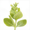 Orpin spectabile Brilliant 20cm Godet 9cm - Sedum