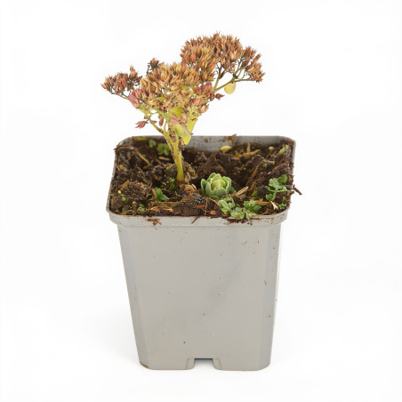 Orpin Herbstfreude 20cm Godet 9cm - Sedum
