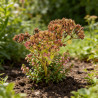 Orpin Herbstfreude 20cm Godet 9cm - Sedum
