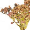 Orpin Herbstfreude 20cm Godet 9cm - Sedum