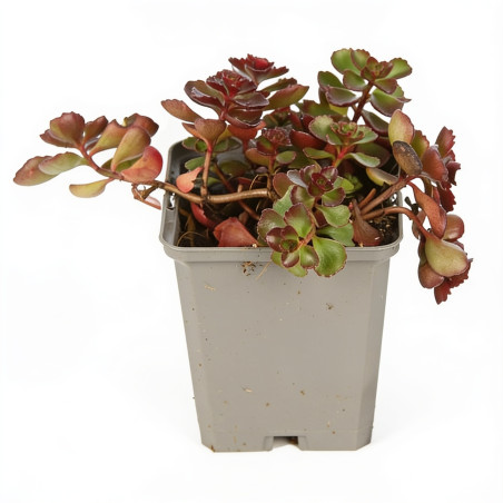 Orpin spurium Fuldaglut 20cm Godet 9cm - Sedum